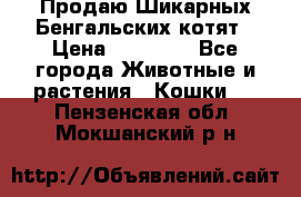 Продаю Шикарных Бенгальских котят › Цена ­ 17 000 - Все города Животные и растения » Кошки   . Пензенская обл.,Мокшанский р-н